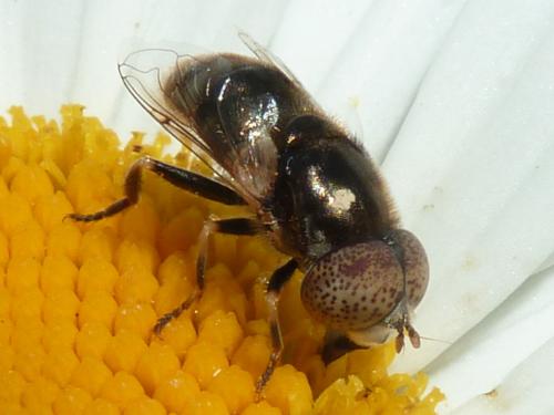 Réf. 208 194 : Eristalinus aeneus